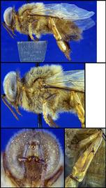   Apis dorsata  drone, photo: A.H. Smith-Pardo 
